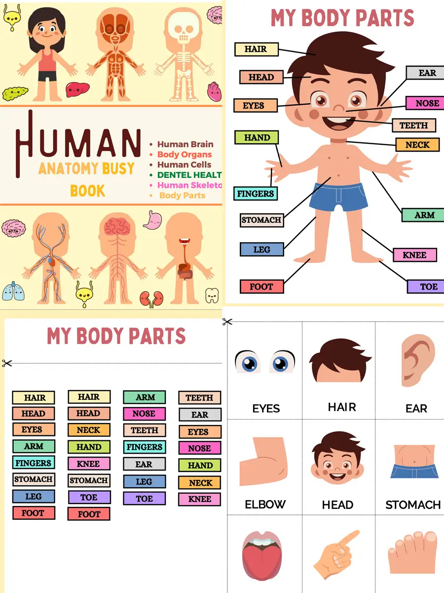 Inside Me - Human Body Discovery Printables (240 Pages) - Image 2